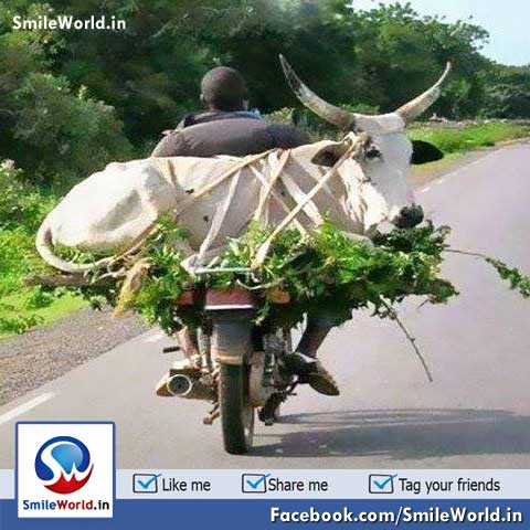 Indian Bike Rider Transportation Funny Cow Animal Pictures